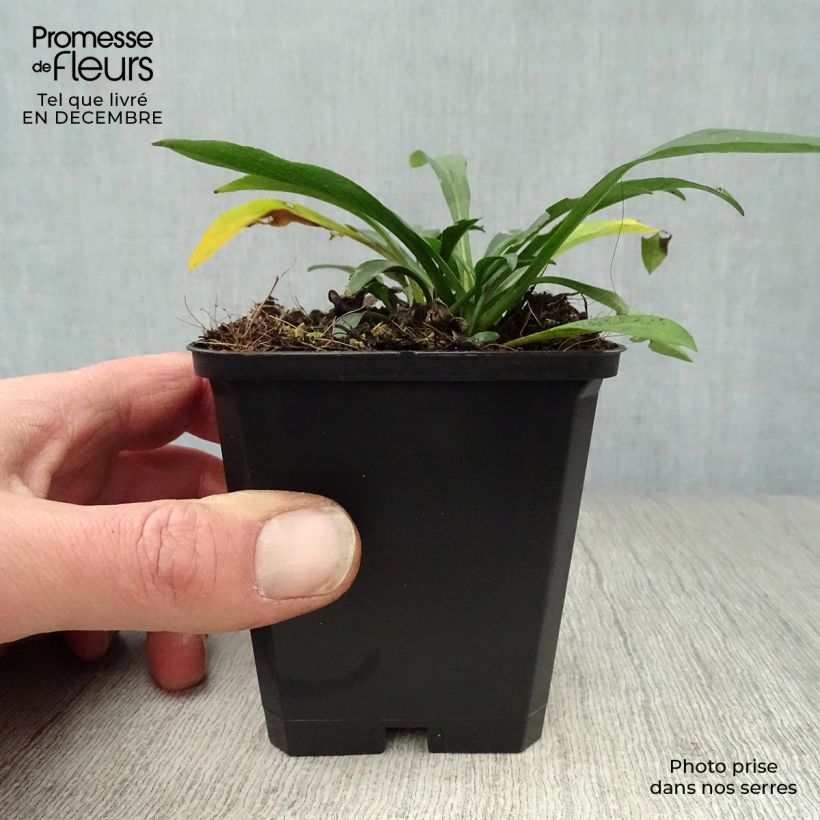 Spécimen de Aster dumosus Anneke - Aster nain Godet de 8/9 cm tel que livré en hiver