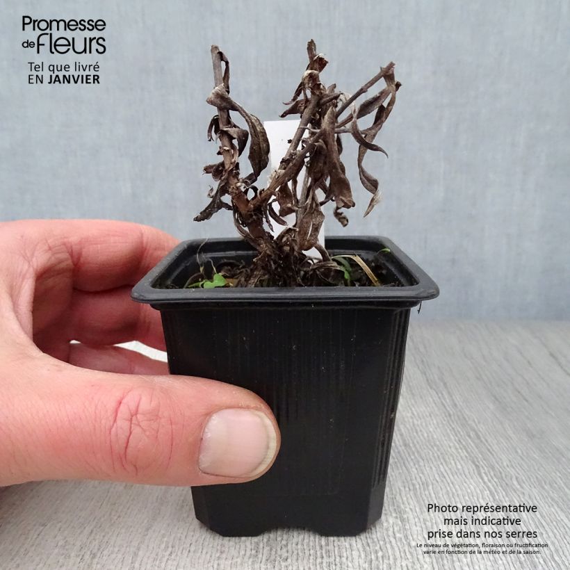 Spécimen de Aster dumosus Augenweide - Aster nain d’automne Godet de 8/9 cm tel que livré en hiver