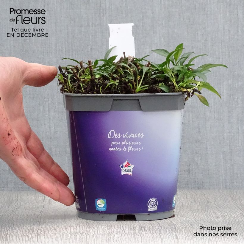 Spécimen de Aster dumosus Augenweide - Aster nain d’automne Pot de 2L/3L tel que livré en hiver