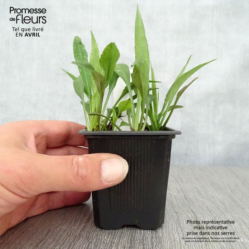 Spécimen de Aster dumosus Augenweide - Aster nain d’automne Godet de 8/9 cm tel que livré au printemps