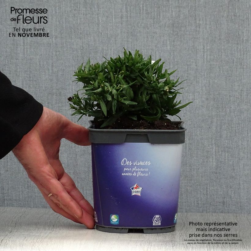Spécimen de Aster dumosus Augenweide - Aster nain d’automne Pot de 2L/3L tel que livré en automne