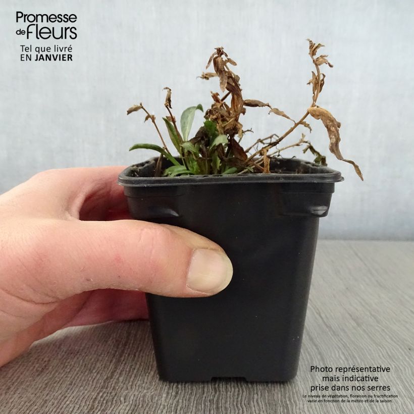 Spécimen de Aster dumosus Early Blue - Aster nain Godet de 7/8 cm tel que livré en hiver