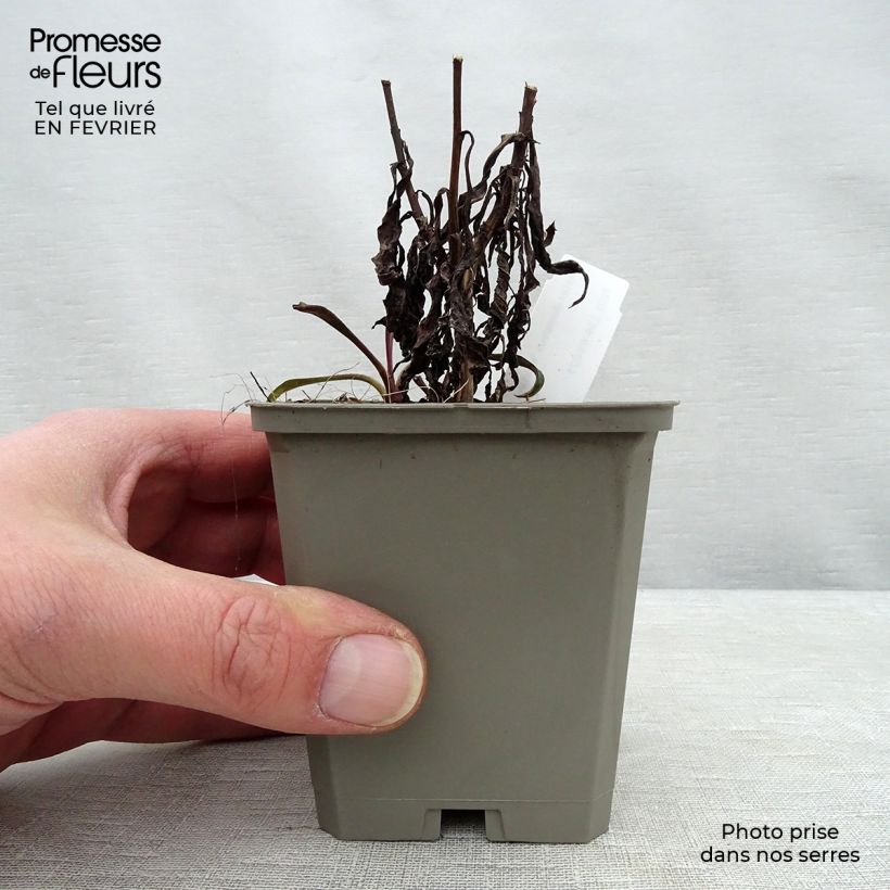 Spécimen de Aster dumosus Kristina Godet de 8/9 cm tel que livré en hiver