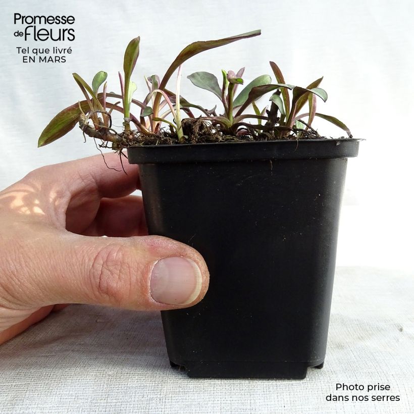 Spécimen de Aster dumosus Lady In Blue Godet de 8/9 cm tel que livré en hiver