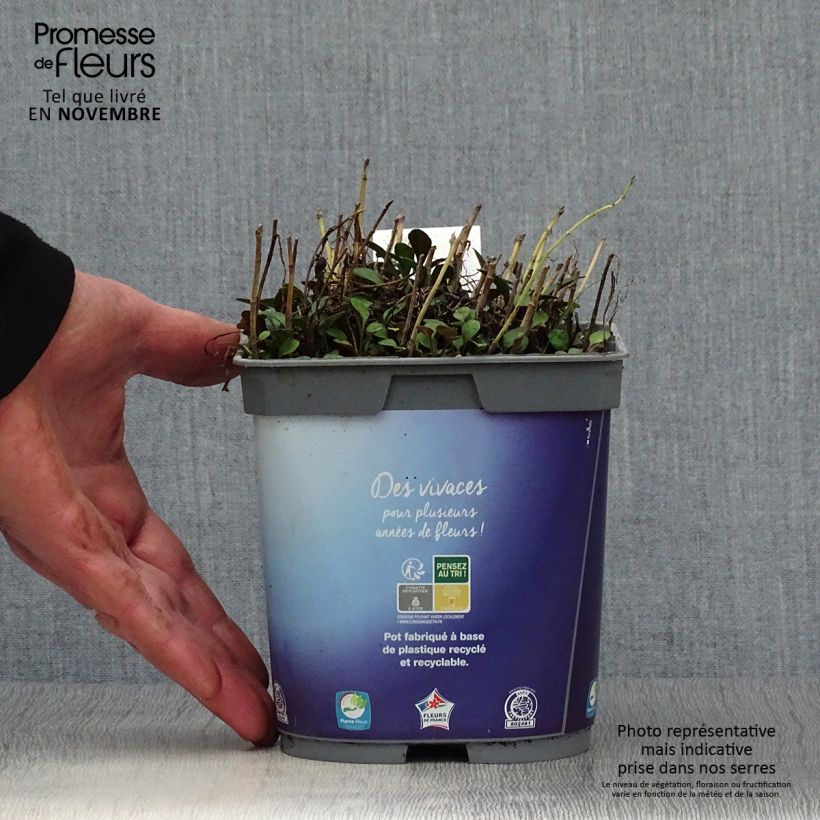 Spécimen de Aster dumosus Lady In Blue Pot de 2L/3L tel que livré en automne