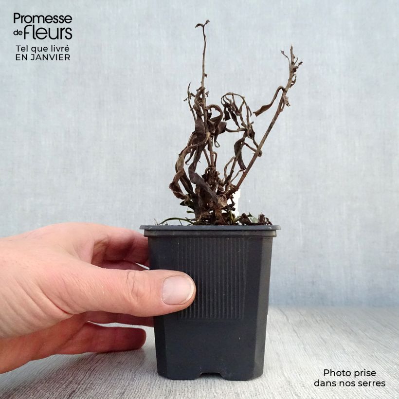 Spécimen de Aster dumosus Marjorie - Aster nain Godet de 8/9 cm tel que livré en hiver