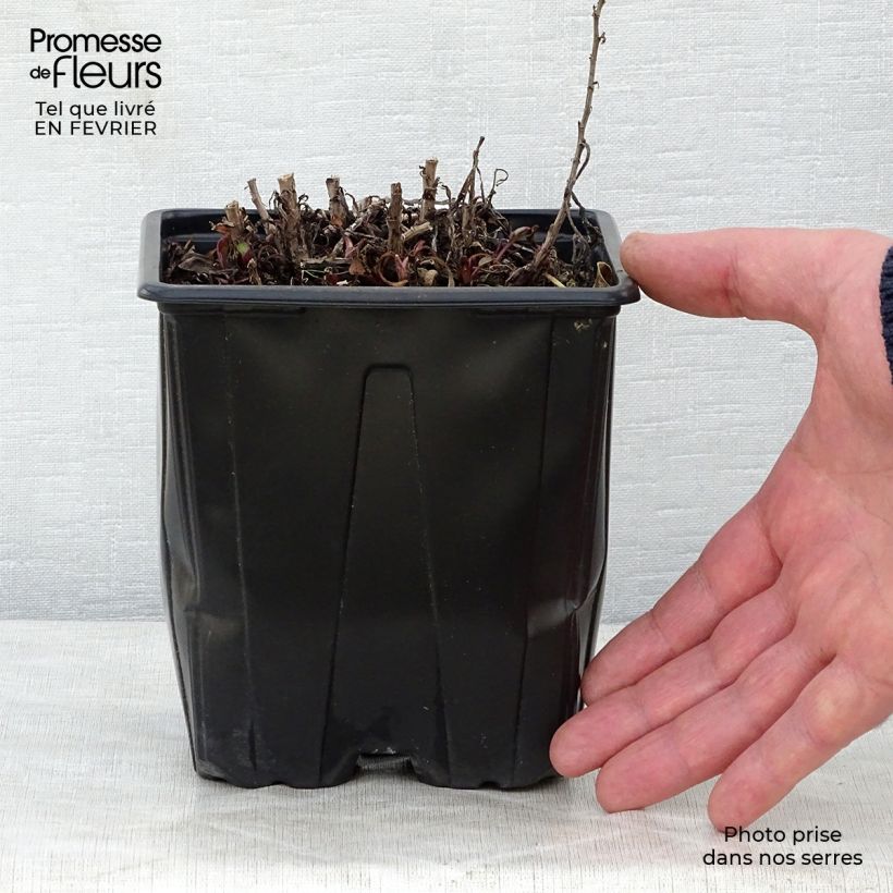 Spécimen de Aster dumosus Marjorie - Aster nain Pot de 2L/3L tel que livré en hiver