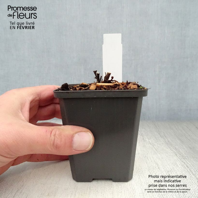 Spécimen de Aster dumosus Neron Godet de 8/9 cm tel que livré en hiver