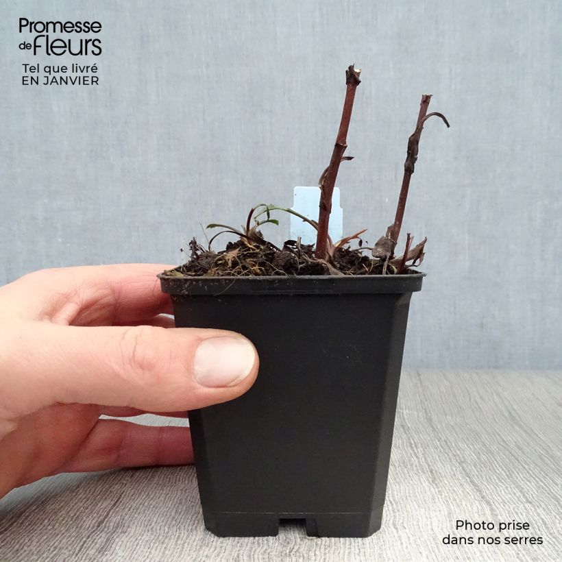 Spécimen de Aster dumosus Peter Harrison - Aster nain d'automne Godet de 8/9 cm tel que livré en hiver