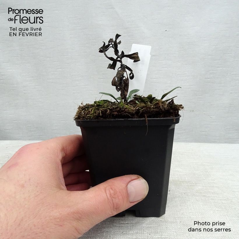 Spécimen de Aster dumosus Prof. Anton Kippenberg Godet de 8/9 cm tel que livré en hiver