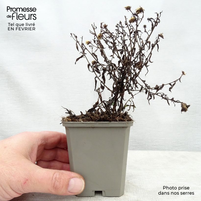 Spécimen de Aster dumosus Rosenwichtel - Aster nain d’automne Godet de 8/9 cm tel que livré en hiver