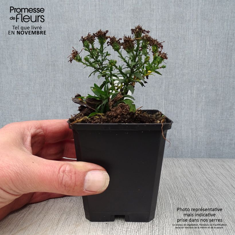 Spécimen de Aster dumosus Rosenwichtel - Aster nain d’automne Godet de 8/9 cm tel que livré en automne