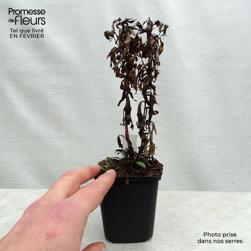 Spécimen de Aster dumosus Samoa - Aster nain d'automne Godet de 8/9 cm tel que livré en hiver