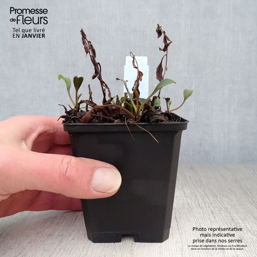 Spécimen de Aster dumosus Schneekissen - Aster nain d'automne Godet de 8/9 cm tel que livré en hiver