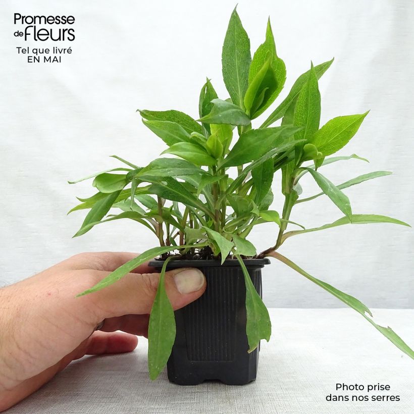 Spécimen de Aster dumosus Silberblaukissen Godet de 8/9 cm tel que livré au printemps