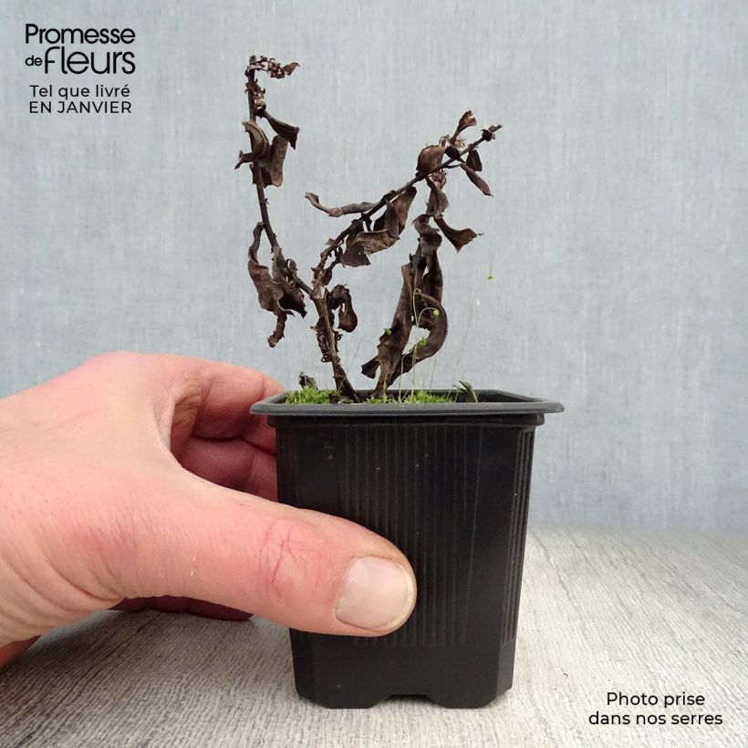 Spécimen de Aster dumosus Silberblaukissen Godet de 8/9 cm tel que livré en hiver