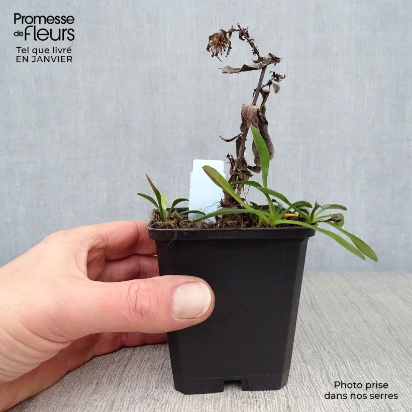 Spécimen de Aster dumosus Starlight - Aster nain d’automne Godet de 8/9 cm tel que livré en hiver