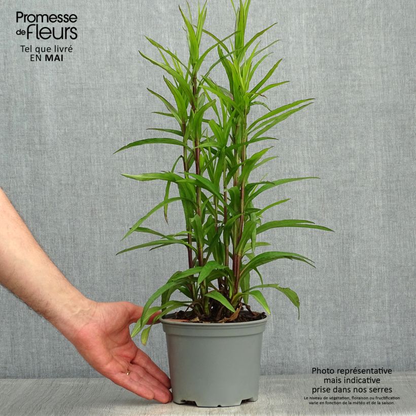 Spécimen de Aster dumosus Starlight - Aster nain d’automne Pot de 2L/3L tel que livré au printemps