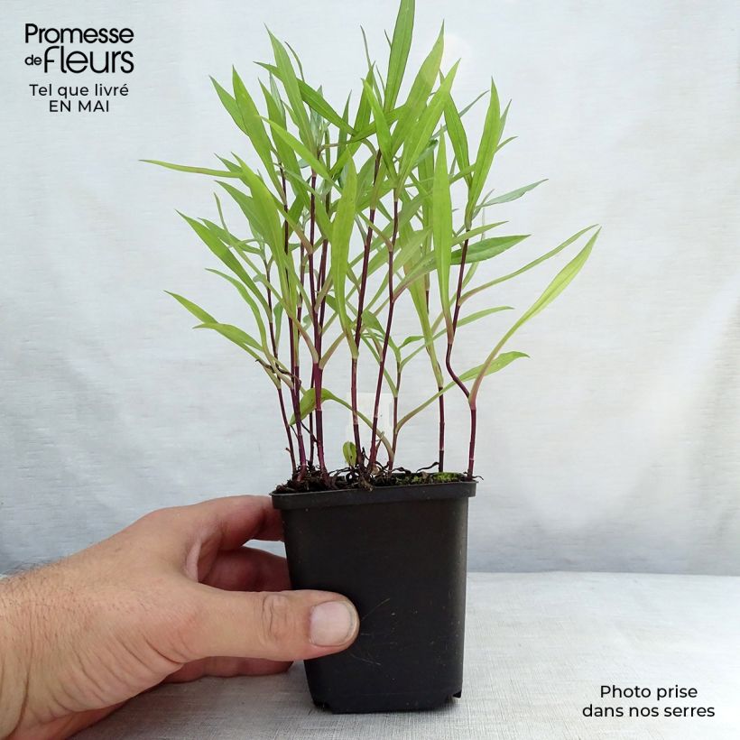 Spécimen de Aster dumosus Tonga - Aster nain Godet de 8/9 cm tel que livré au printemps