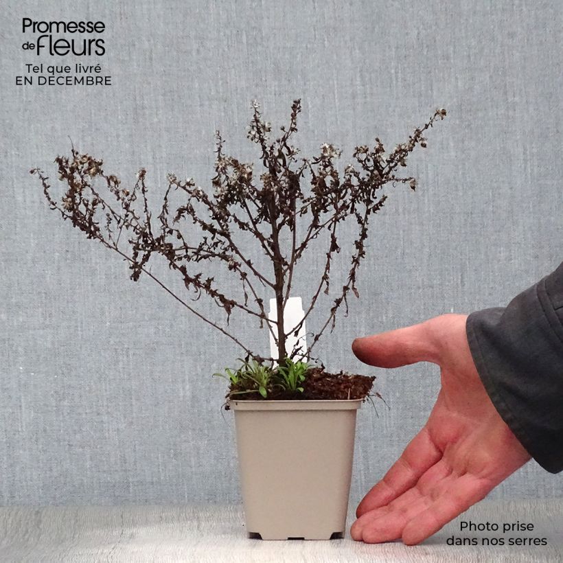 Spécimen de Aster ericoides Blue Star Godet de 8/9 cm tel que livré en hiver