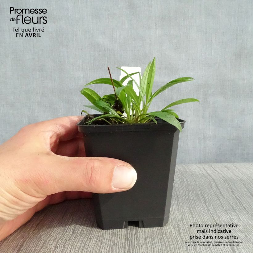 Spécimen de Aster ericoides Blue Star Godet de 8/9 cm tel que livré au printemps