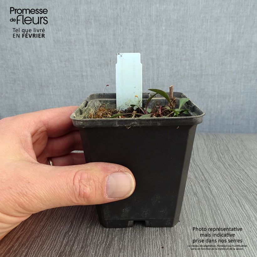 Spécimen de Aster ericoides Blue Wonder Godet de 8/9 cm tel que livré en hiver