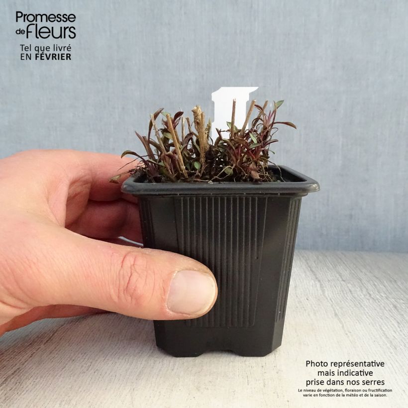 Spécimen de Aster ericoïdes Esther - Aster d'automne Godet de 8/9 cm tel que livré en hiver