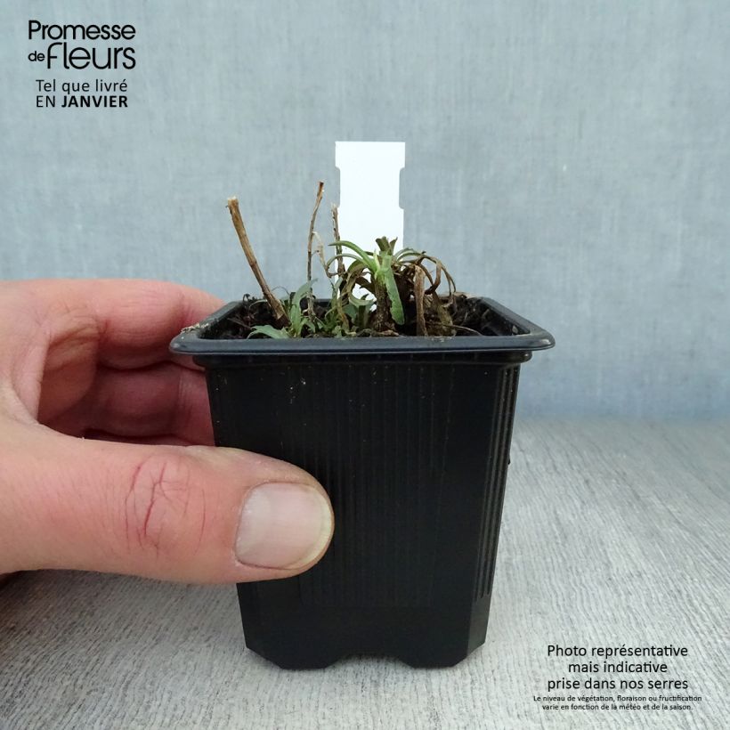 Spécimen de Aster ericoïdes Godet de 8/9 cm tel que livré en hiver