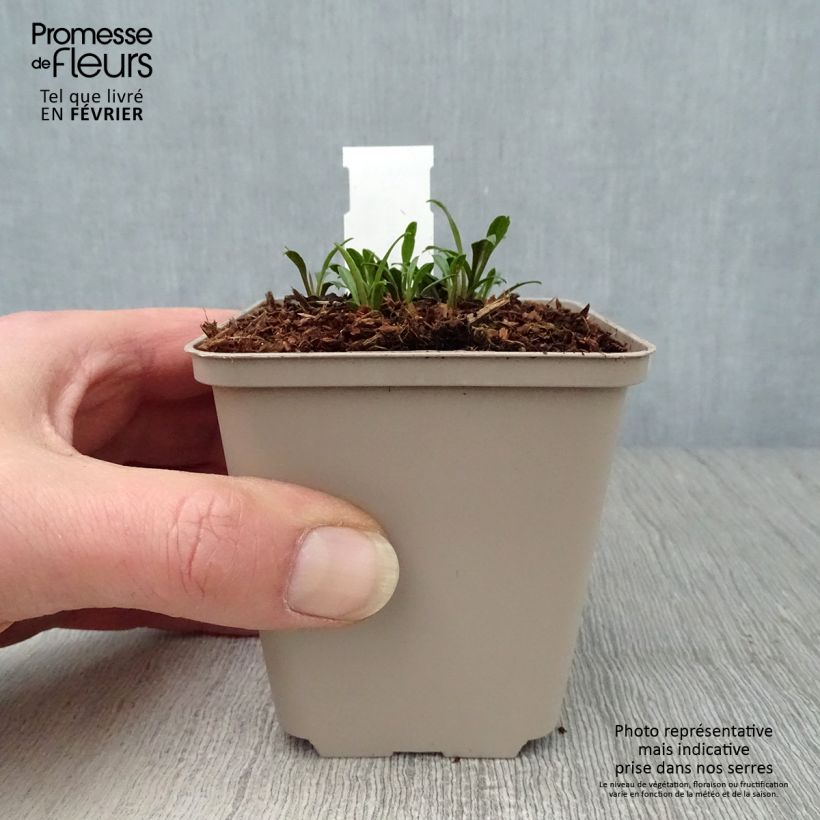 Spécimen de Aster ericoides Golden Spray Godet de 8/9 cm tel que livré en hiver