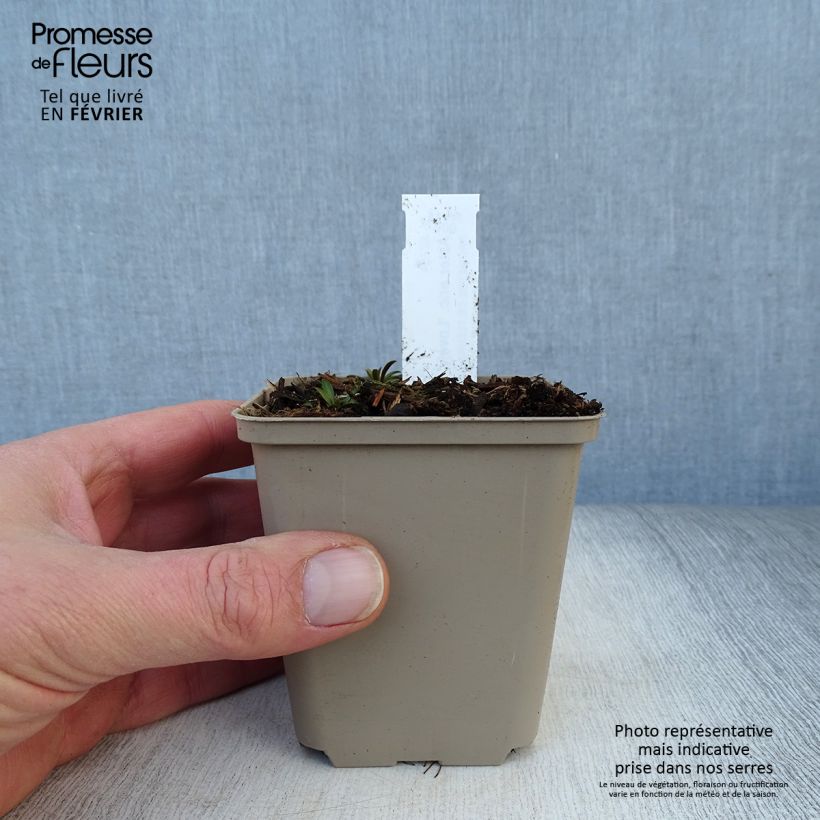 Spécimen de Aster ericoïdes Lovely Godet de 8/9 cm tel que livré en hiver