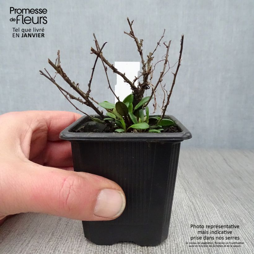 Spécimen de Aster ericoïdes Pink Cloud Godet de 7/8 cm tel que livré en hiver