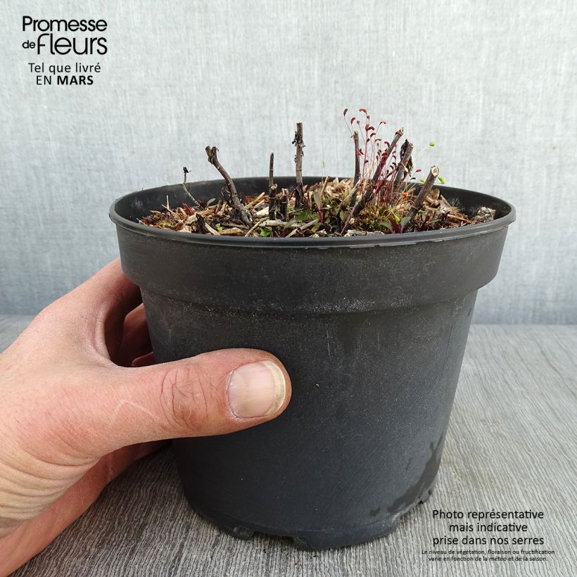 Spécimen de Aster ericoïdes Pink Cloud Pot de 2L/3L tel que livré en hiver