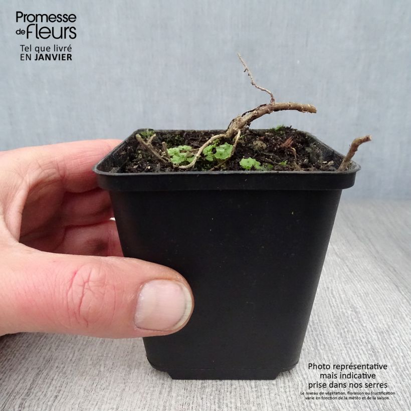 Spécimen de Aster ericoïdes f. prostratus Snow Flurry - Aster fausse-bruyère Godet de 7/8 cm tel que livré en hiver