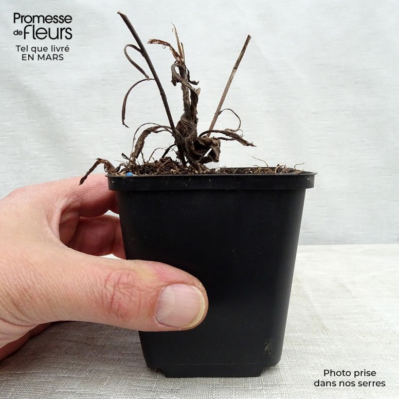 Amostra de Aster frikartii Jungfrau - Áster de verão Vaso de 8/9 cm tal como entregue na primavera