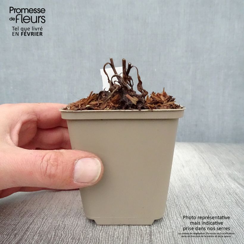 Spécimen de Aster frikartii Jungfrau - Aster d'été Godet de 8/9 cm tel que livré en hiver