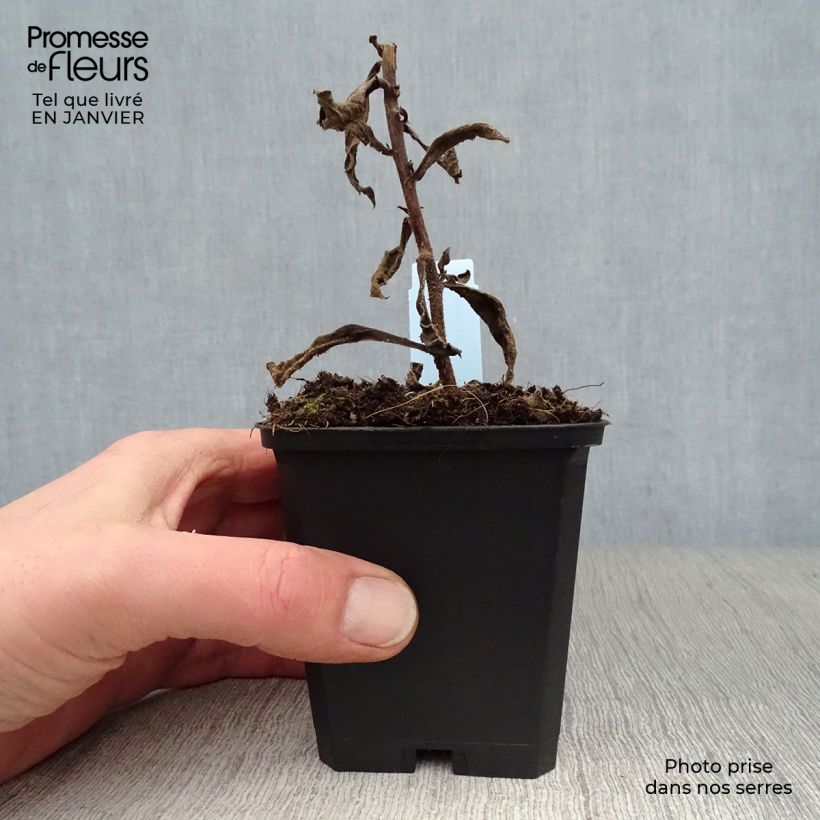 Spécimen de Aster frikartii Mönch - Aster d'automne Godet de 8/9 cm tel que livré en hiver