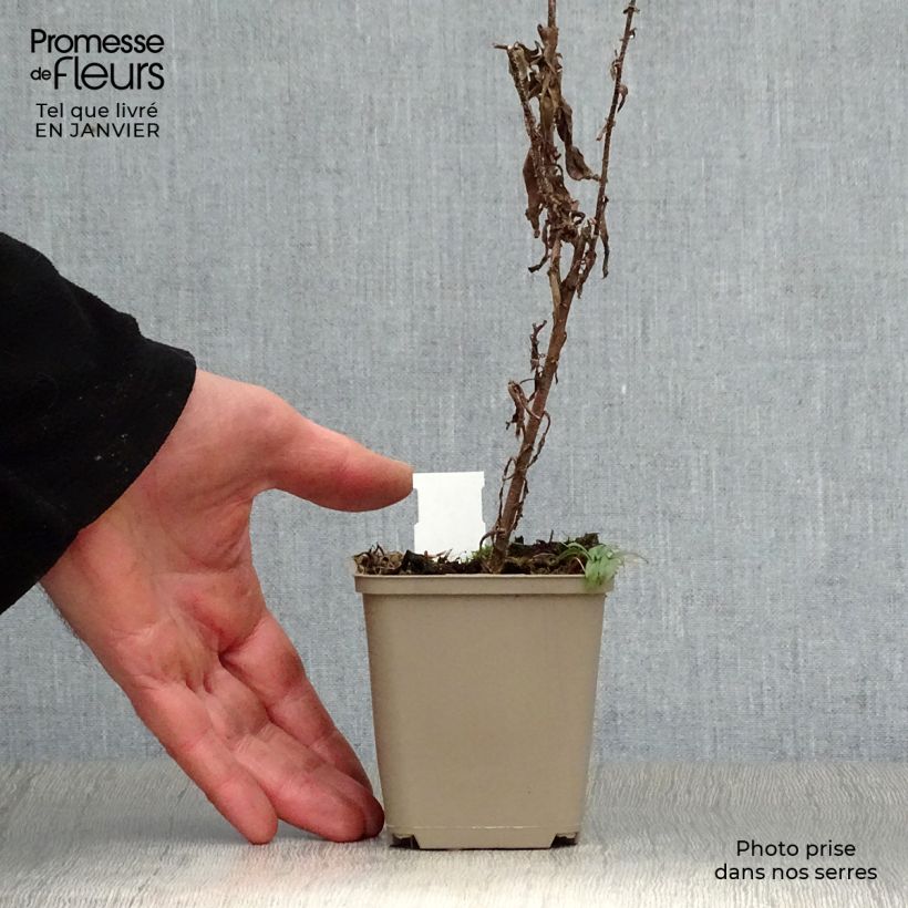 Spécimen de Aster hybride Ann Leys Godet de 8/9 cm tel que livré en hiver