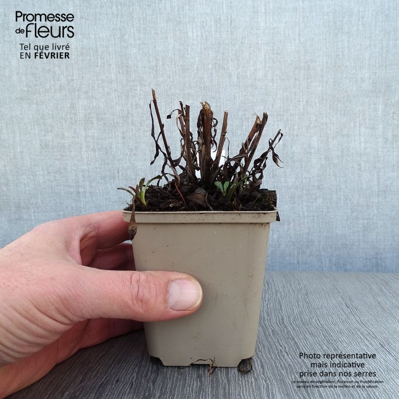 Spécimen de Aster hybride Pink Star - Aster rose Godet de 8/9 cm tel que livré en hiver