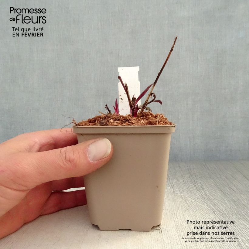 Spécimen de Aster laevis Calliope - Aster géant d'automne Godet de 8/9 cm tel que livré en hiver