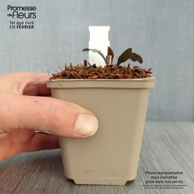 Spécimen de Aster lateriflorus Chloe - Aster d'automne Godet de 8/9 cm tel que livré en hiver