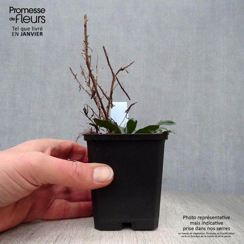 Spécimen de Aster lateriflorus Horizontalis - Aster d'automne Godet de 8/9 cm tel que livré en hiver