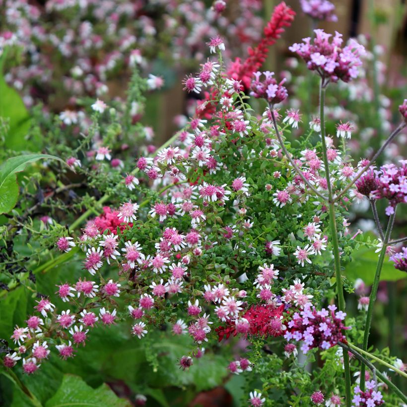 Aster lateriflorus Horizontalis - Aster d'automne (Port)