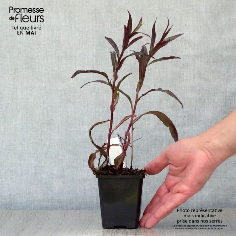 Spécimen de Aster lateriflorus Lady In Black Godet de 8/9 cm tel que livré au printemps