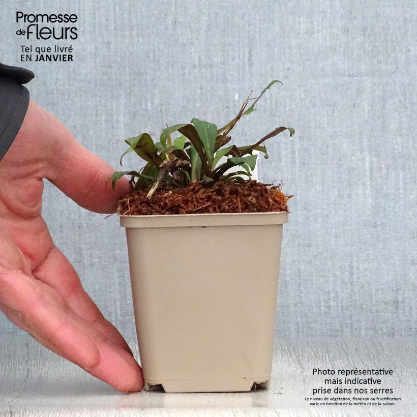 Spécimen de Aster lateriflorus Prince Godet de 8/9 cm tel que livré en hiver