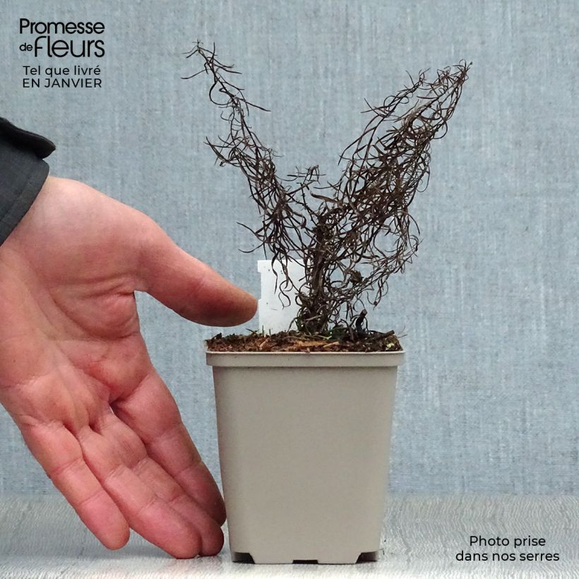 Spécimen de Aster linosyris - Aster d'automne Godet de 8/9 cm tel que livré en hiver