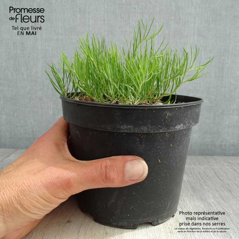 Spécimen de Aster linosyris - Aster d'automne Pot de 2L/3L tel que livré au printemps