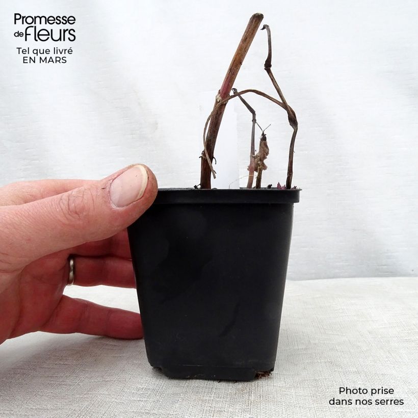 Aster macrophyllus Maceta de 8/9 cm Ejemplar entregado en la primavera