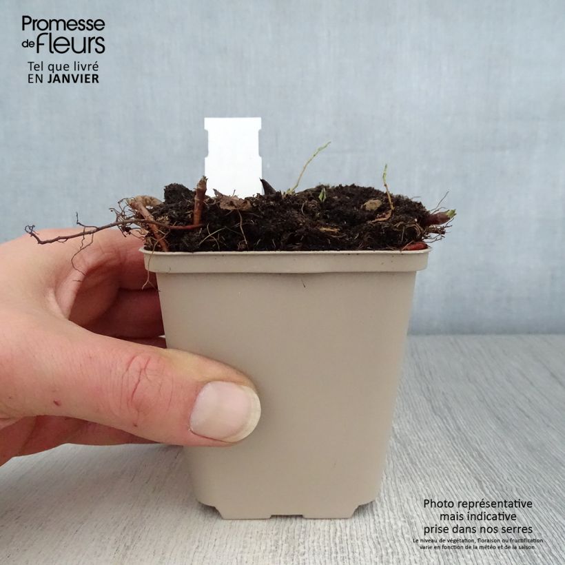 Spécimen de Aster macrophyllus Albus - Aster à grandes feuilles Godet de 8/9 cm tel que livré en hiver