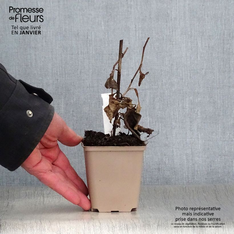 Spécimen de Aster macrophyllus Godet de 8/9 cm tel que livré en hiver