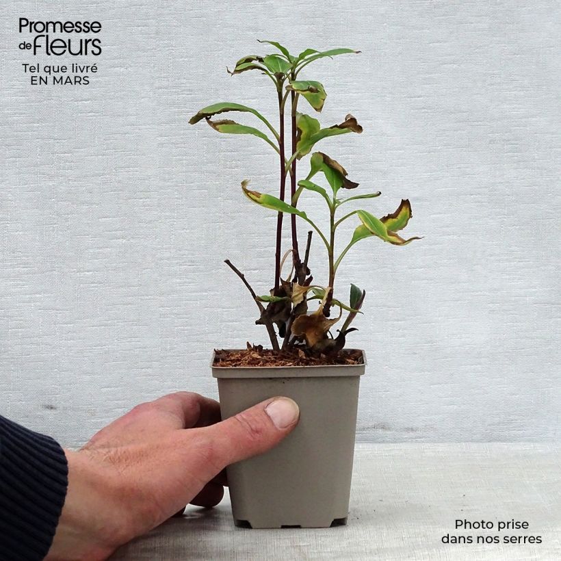 Spécimen de Aster macrophyllus twilight Godet de 8/9 cm tel que livré au printemps